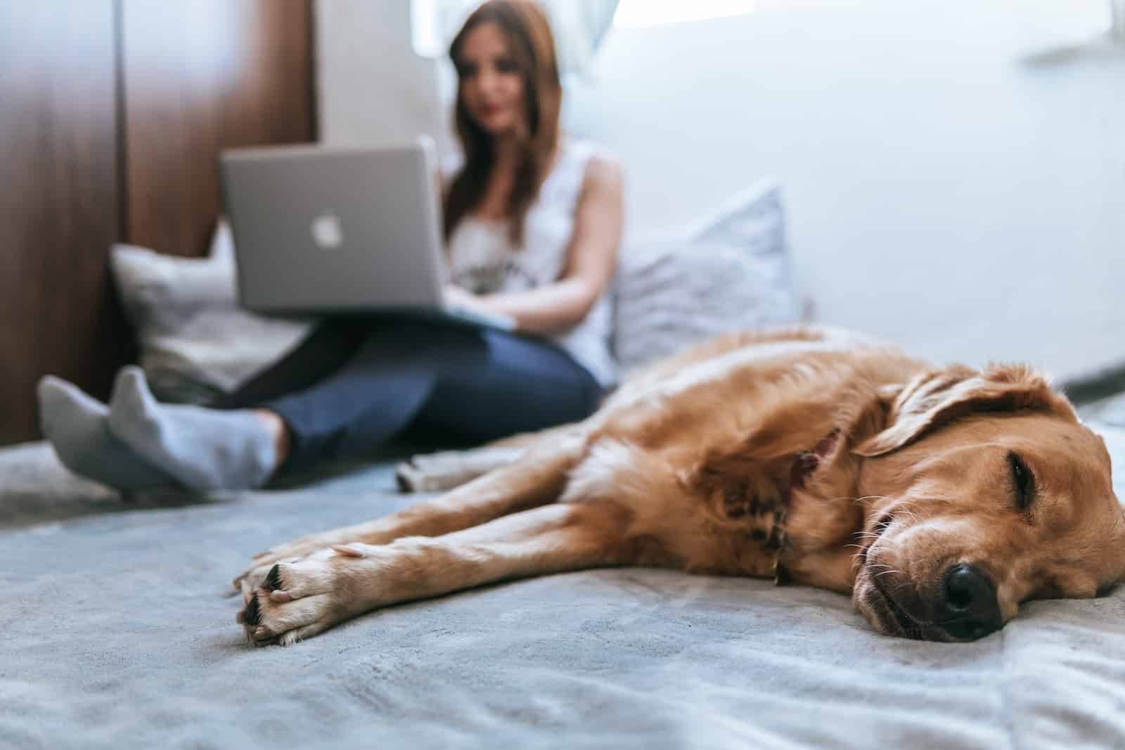 Golden Retriever lying on bed while owner doing online shopping