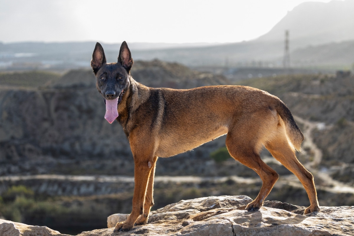 Belgian Malinois standing strong, showing athletic readiness for adventure.