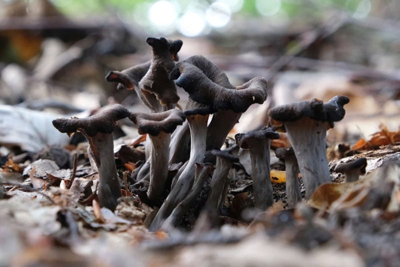 Black Trumpet Mushrooms on forest floor.