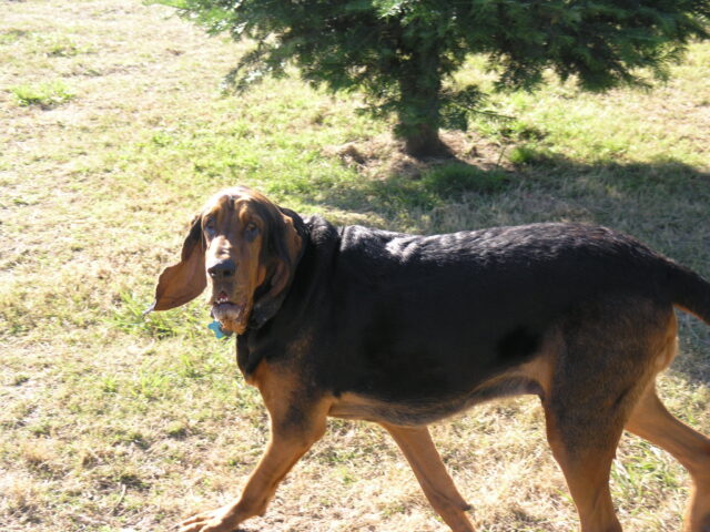 Best raw dog food for Bloodhounds