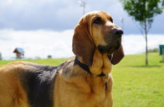 10 Best Raw Dog Food Brands for Bloodhounds