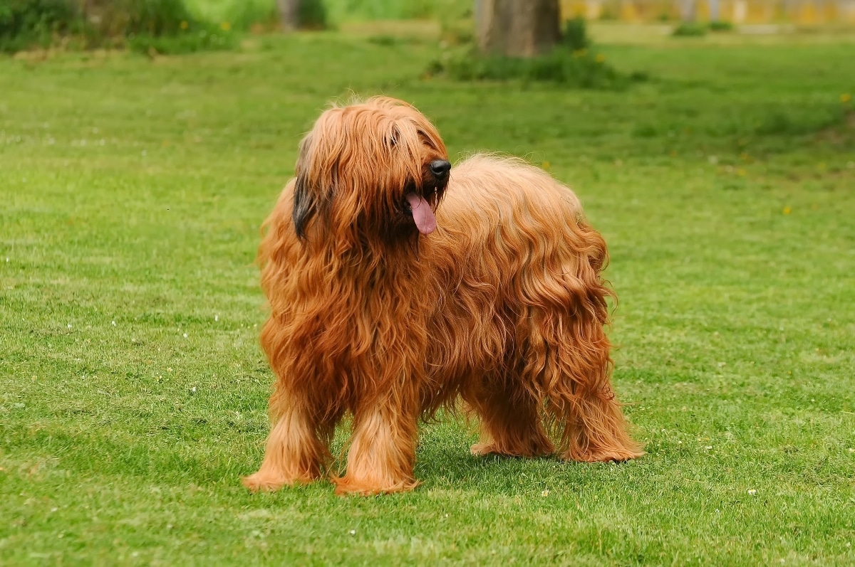 Briard dog showing a loyal and soft-hearted personality