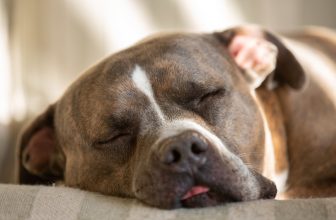 Your Dog Falls Asleep in 30 Seconds—You Take 30 Minutes. Here’s Why – Dogster