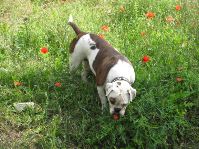 Bulldog eating best raw dog food.
