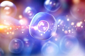 Stanford’s new cell therapy cures type 1 diabetes in mice