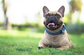 10 Best Raw Dog Food Brands for French Bulldogs