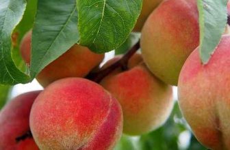 Does Peach Schnapps Go Bad? A Boozy Investigation Into Shelf Life, Storage, and Surprises – Toastul