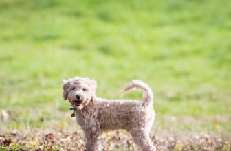 Ultimate Bichon Frise Puppy Shopping List: Checklist of 23 Must-Have Items