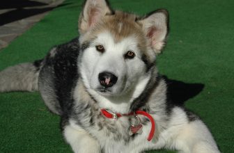 Ultimate Alaskan Malamute Puppy Shopping List: Checklist of 23 Must-Have Items