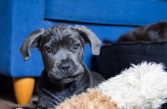 Ultimate Cane Corso Puppy Shopping List: Checklist of 23 Must-Have Items