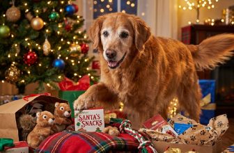 13 Best Christmas Gifts For Dogs