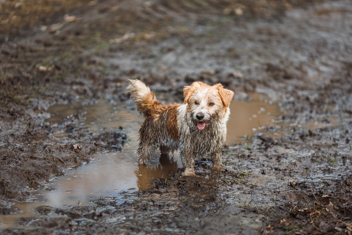 Jack Russell Terrier appearing excited and ready for fast outdoor fun.
