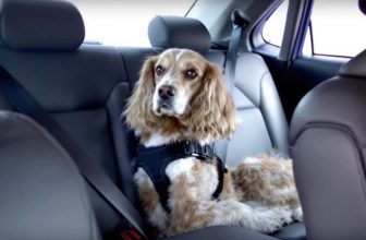 How to Keep Your Dog Safe During Car Travel – The Dogington Post