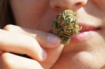 Scientists Say Weed Has 4 Aroma Categories… and One Straight-Up Smells Like Poo