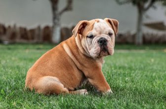 10 Best Raw Dog Food Brands for Bulldogs