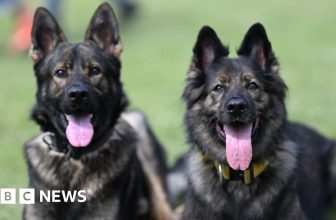 Malawi police investigate theft of four German Shepherds from Kamuzu Palace