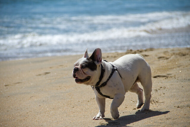 Best raw dog food for French Bulldogs