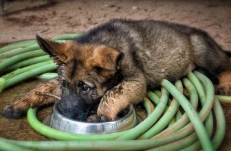 Ultimate German Shepherd Puppy Shopping List: Checklist of 23 Must-Have Items