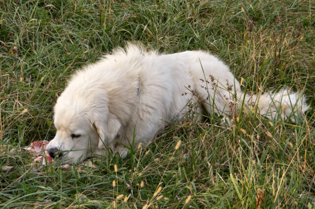 Great Pyrenees eating best raw dog food.