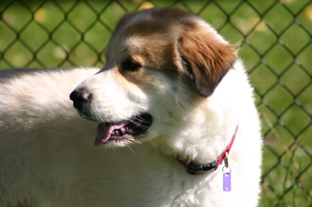 Best raw dog food for Great Pyrenees