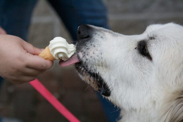 Great Pyrenee eating best raw dog food.