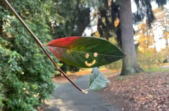 Slog AM: Katie Wilson’s Transition Team, SIFF Executive Director Out, Trump and Mamdani Meet at White House Tomorrow