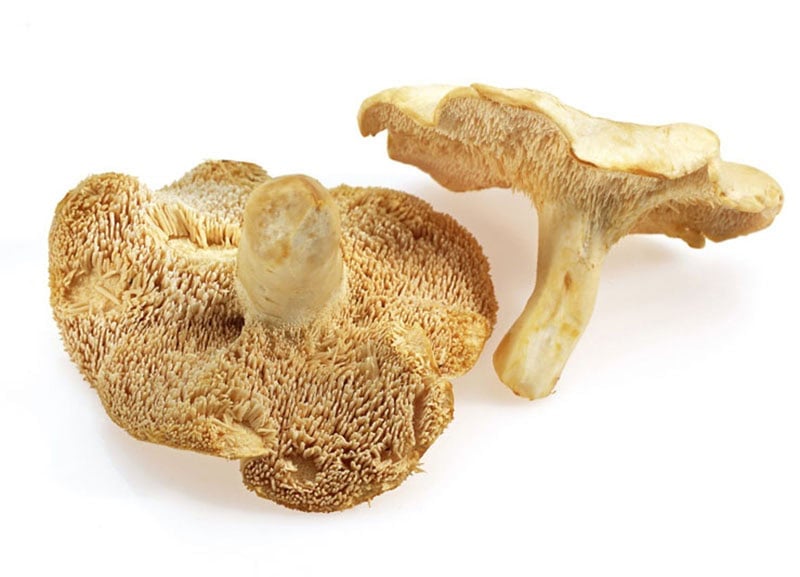 Hedgehog Mushrooms on a white background.