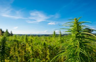 Hemp access isn’t done yet: Federal hemp ban need-to-knows