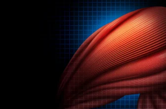 Immune cells use a surprising trick to heal muscle faster