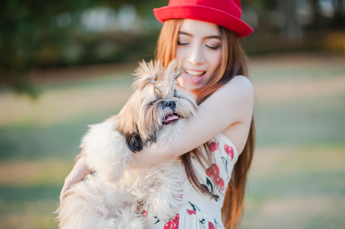 Shih Tzu with fluffy coat radiates affectionate, gentle energy