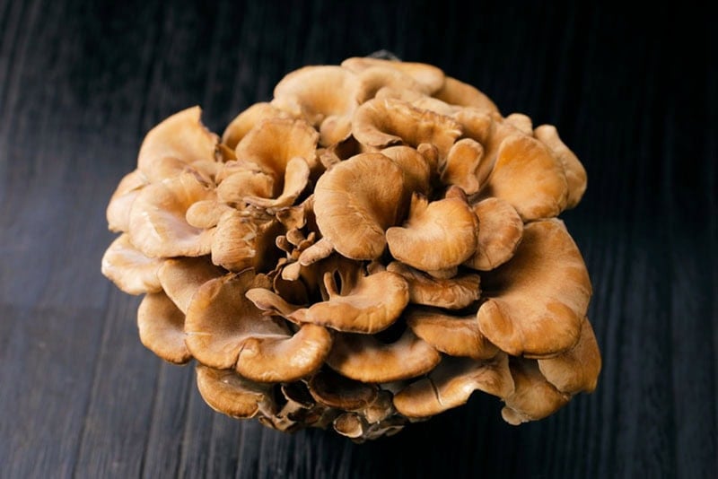 Closeup shot of Maitake mushrooms.