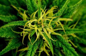 Marijuana and Spirituality – Does Cannabis Support Spiritual Awakening?