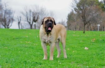 10 Best Raw Dog Food Brands for Mastiffs