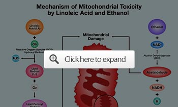 mechanism mitochondrial toxicity induced la ethanol