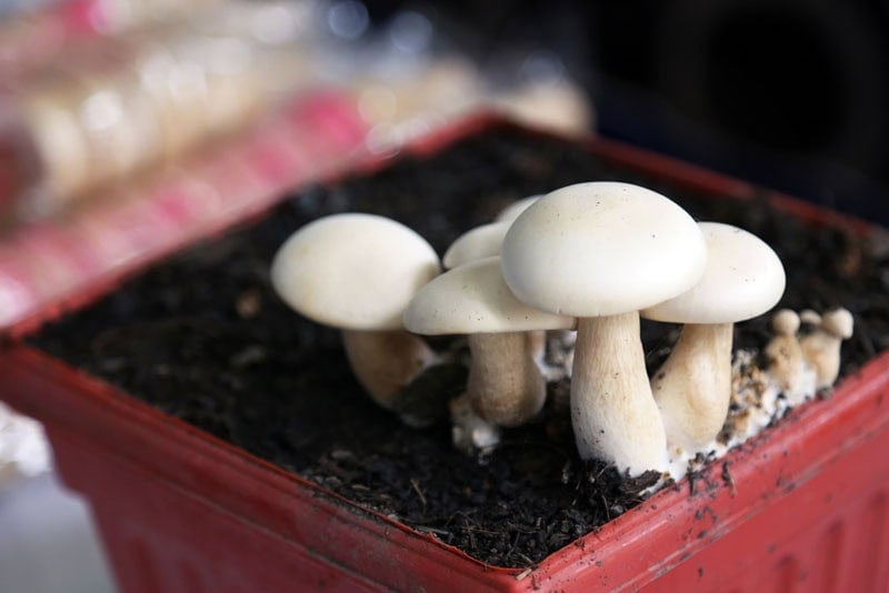 Milky Mushroom growing on soil in a pot.