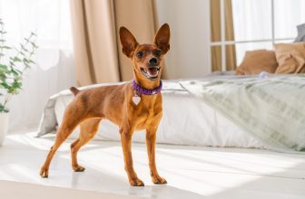 10 Best Raw Dog Food Brands for Miniature Pinschers