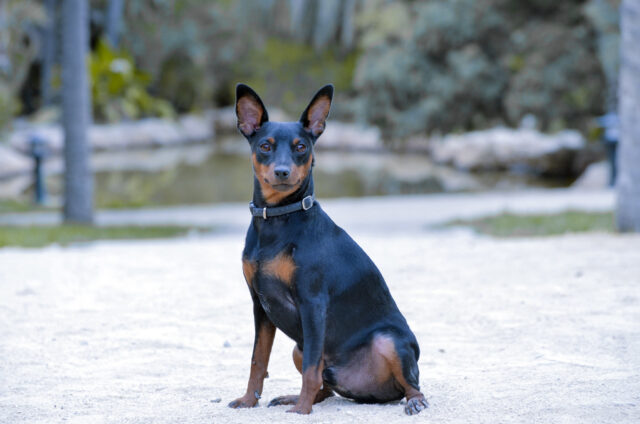 Best raw dog food for Miniature Pinschers