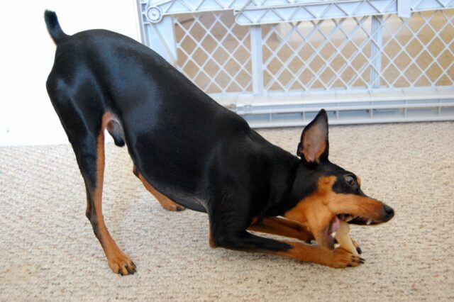 Best raw dog food for Miniature Pinschers