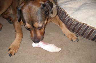 10 Best Raw Dog Food Brands for Mutts