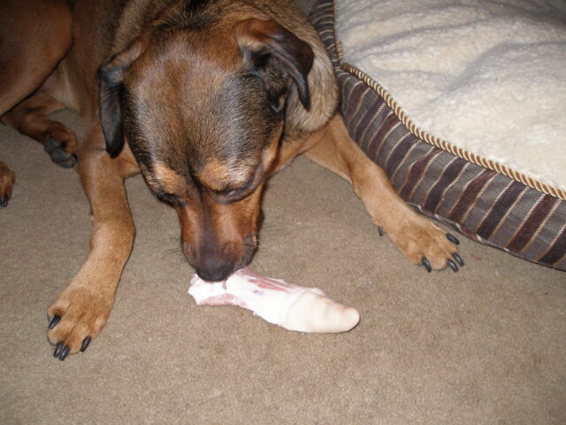 Mutt eating best raw dog food.