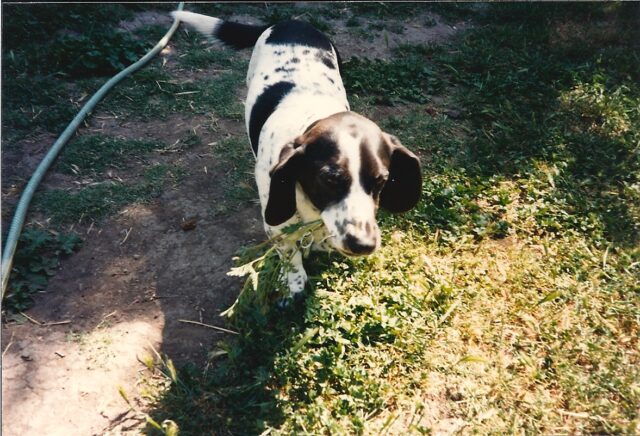 Best raw dog food for Mutts