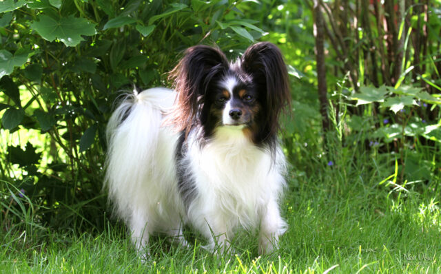 Best raw dog food for Papillons