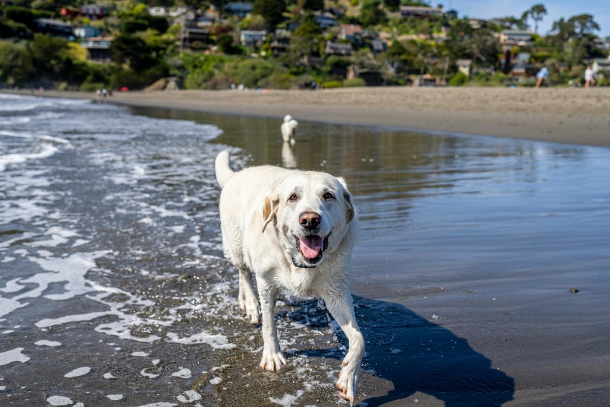 Labrador Retriever with lively expression, ready for outdoor excitement.
