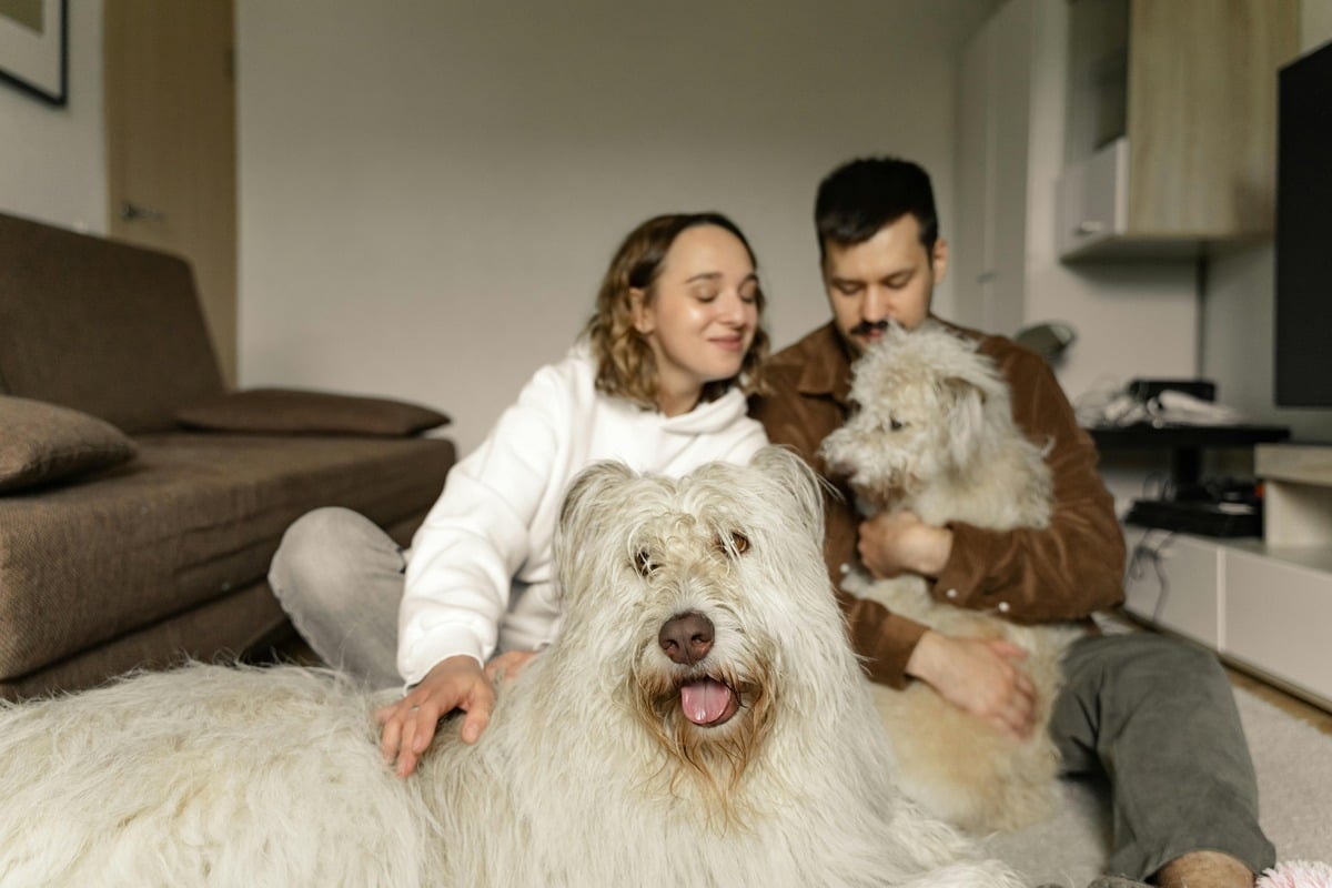 Old English Sheepdog with soft fur radiates cozy, lovable charm