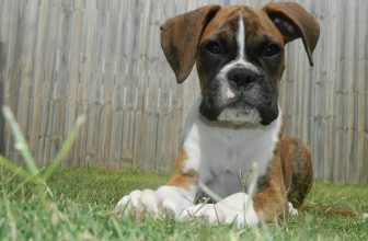 Ultimate Boxer Puppy Shopping List: Checklist of 23 Must-Have Items