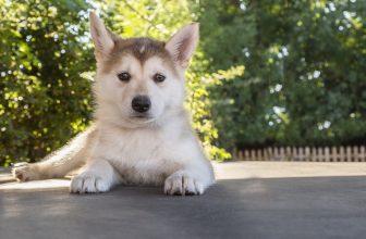 Ultimate Husky Puppy Shopping List: Checklist of 23 Must-Have Items