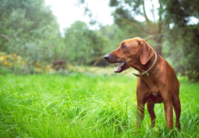 Best raw dog food for Rhodesian Ridgebacks