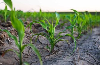 Saline Farming Offers a Sustainable Way to Revive Salt-Damaged Soils