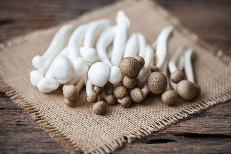 Beech Mushroom or Shimeji on a burlap cloth.
