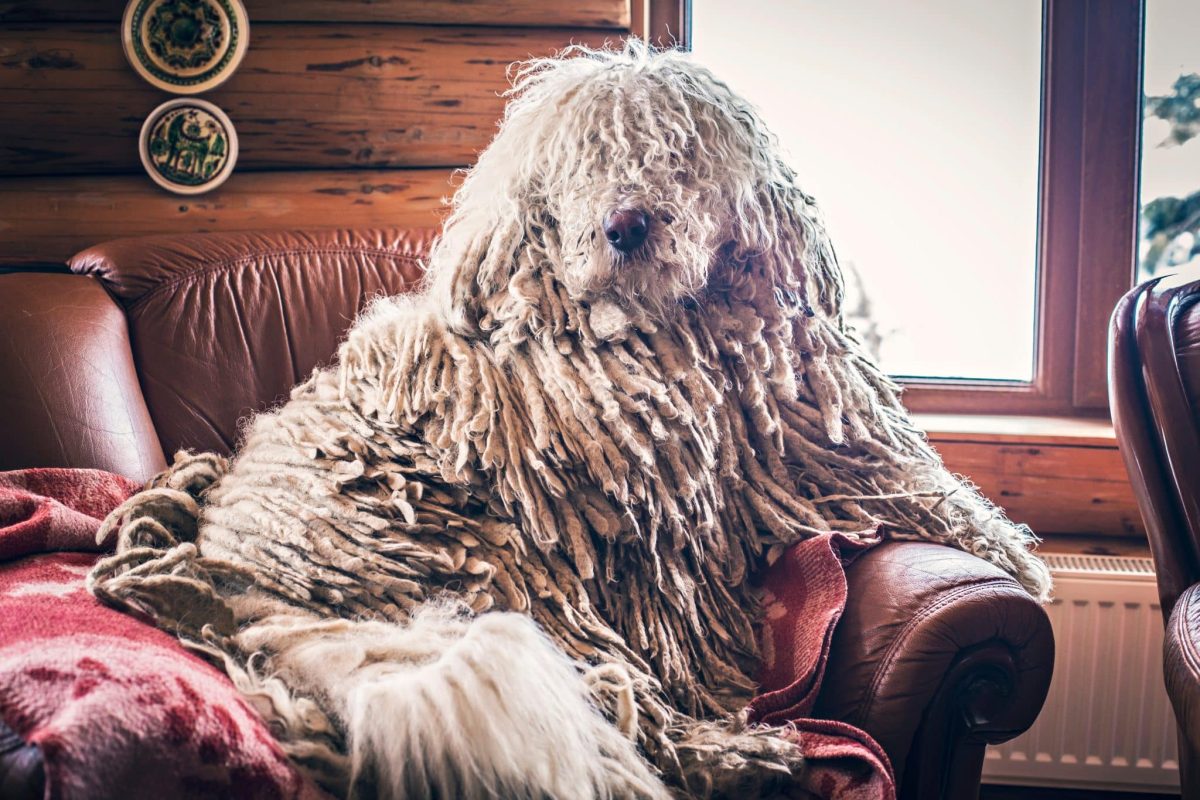 Komondor with corded coat exudes gentle, loyal affection